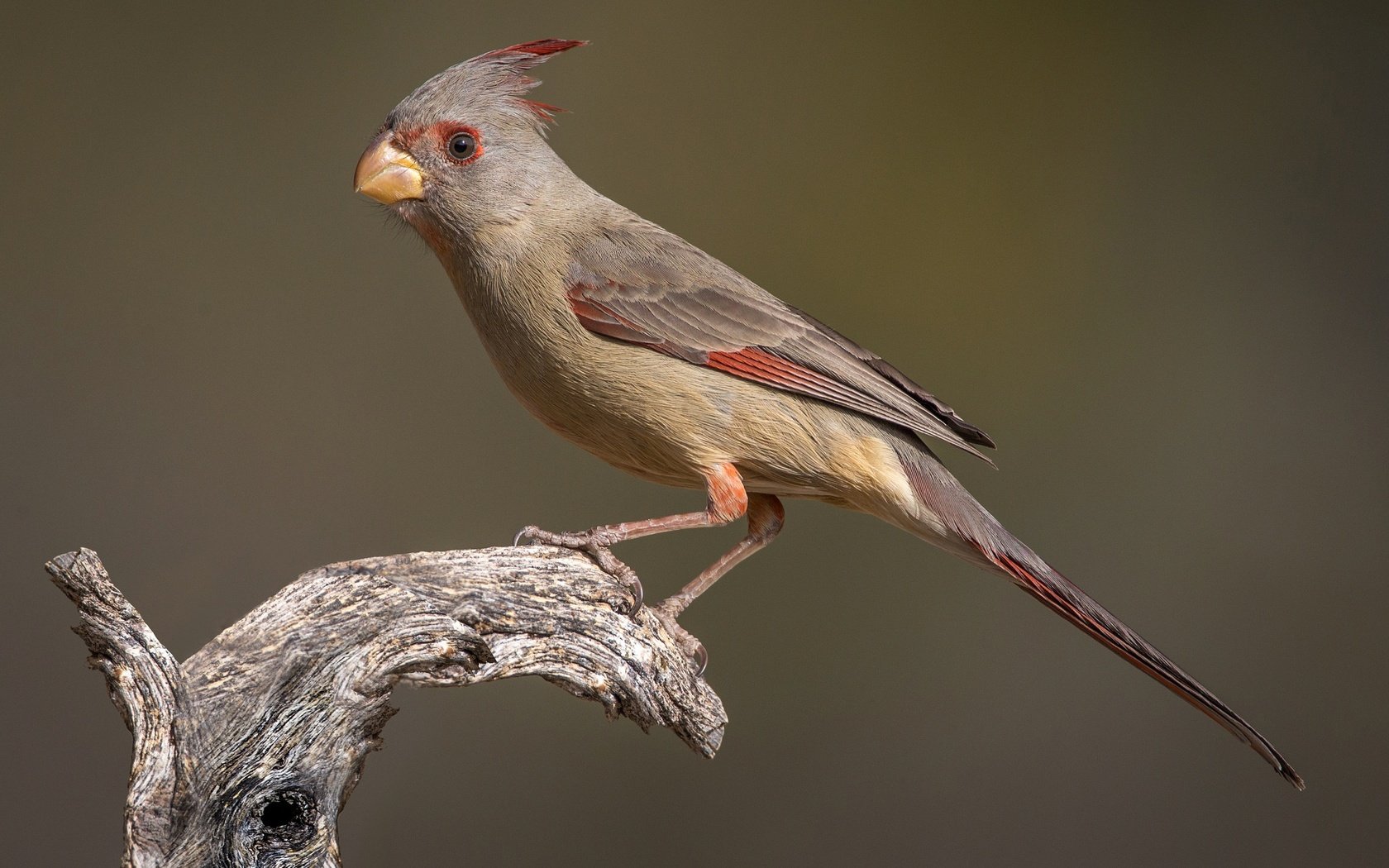 Обои птица, клюв, хвост, кардинал, самка, попугайный кардинал, bird, beak, tail, cardinal, female, parrot cardinal разрешение 2048x1283 Загрузить