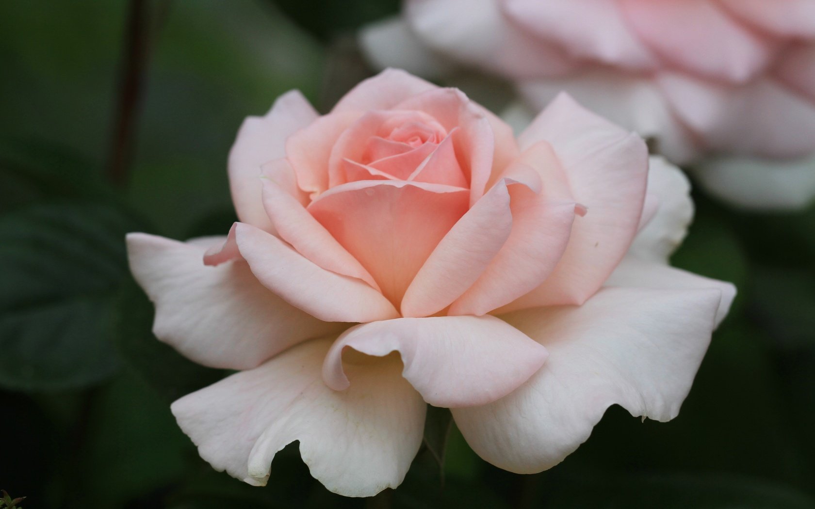 Обои роза, лепестки, бутон, rose, petals, bud разрешение 5159x3308 Загрузить