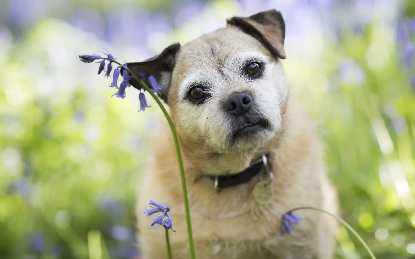 Обои цветы, мордочка, взгляд, собака, друг, ошейник, flowers, muzzle, look, dog, each, collar разрешение 2048x1303 Загрузить