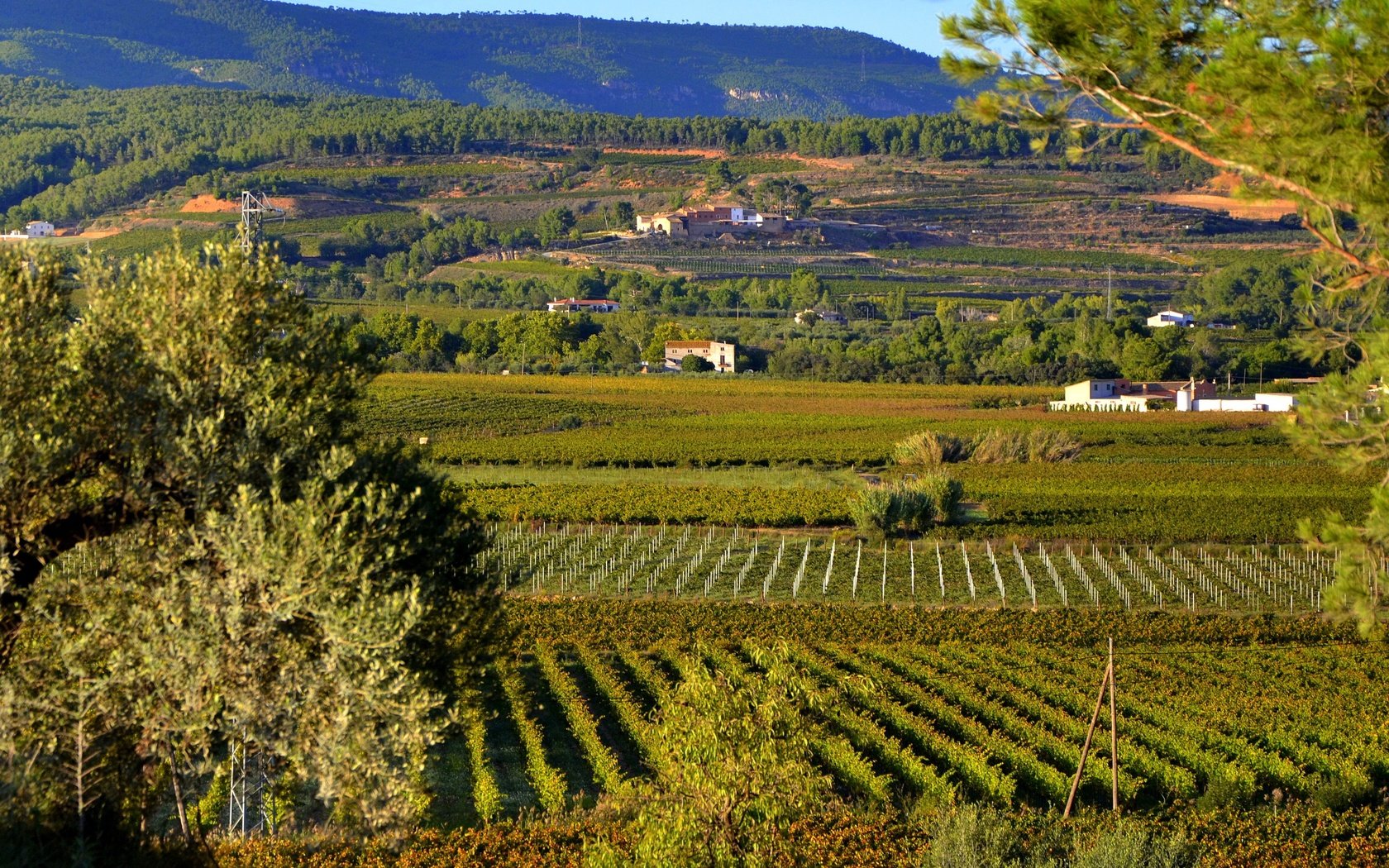 Обои солнце, зелень, поля, плантации, испания, sant martí sarroca, the sun, greens, field, plantation, spain разрешение 3000x2000 Загрузить