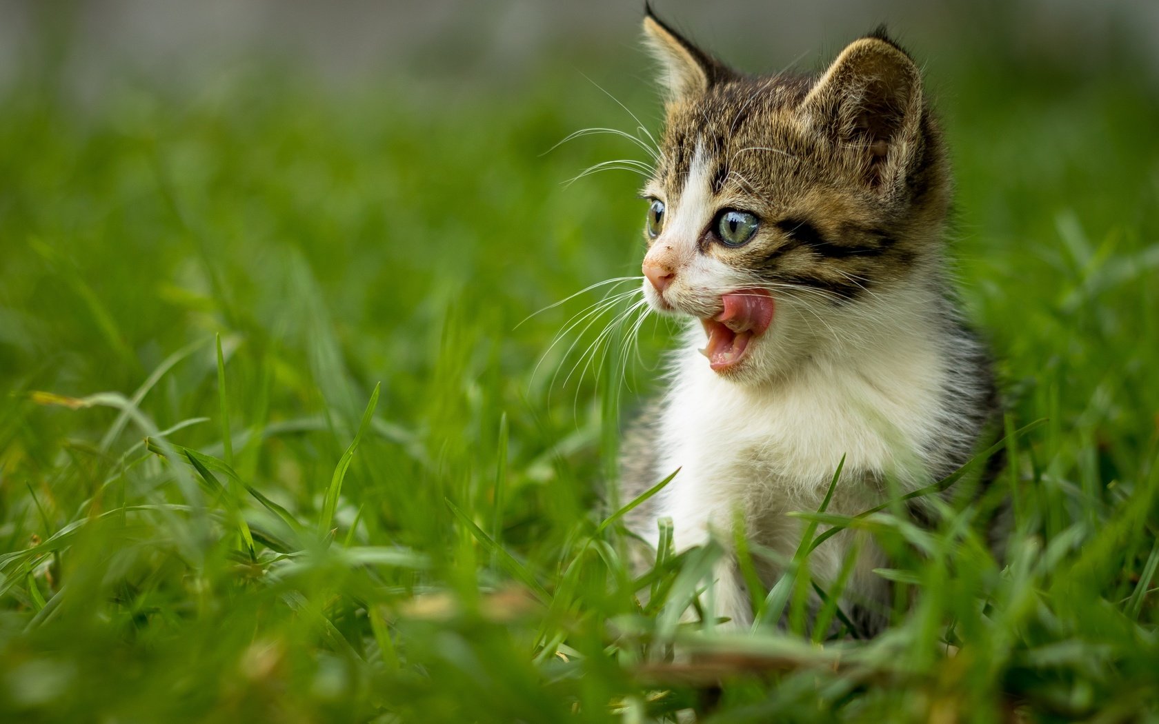 Обои трава, кот, мордочка, усы, кошка, взгляд, котенок, язык, grass, cat, muzzle, mustache, look, kitty, language разрешение 4501x3001 Загрузить