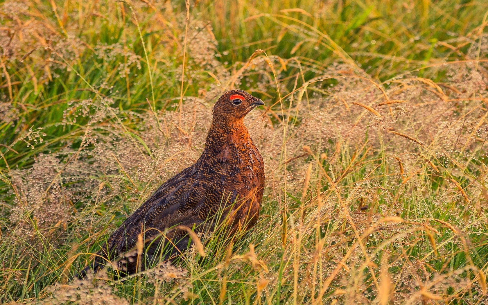 Обои трава, природа, птица, клюв, перья, куропатка, кожаная куртка, grass, nature, bird, beak, feathers, partridge, leather jacket разрешение 2048x1276 Загрузить