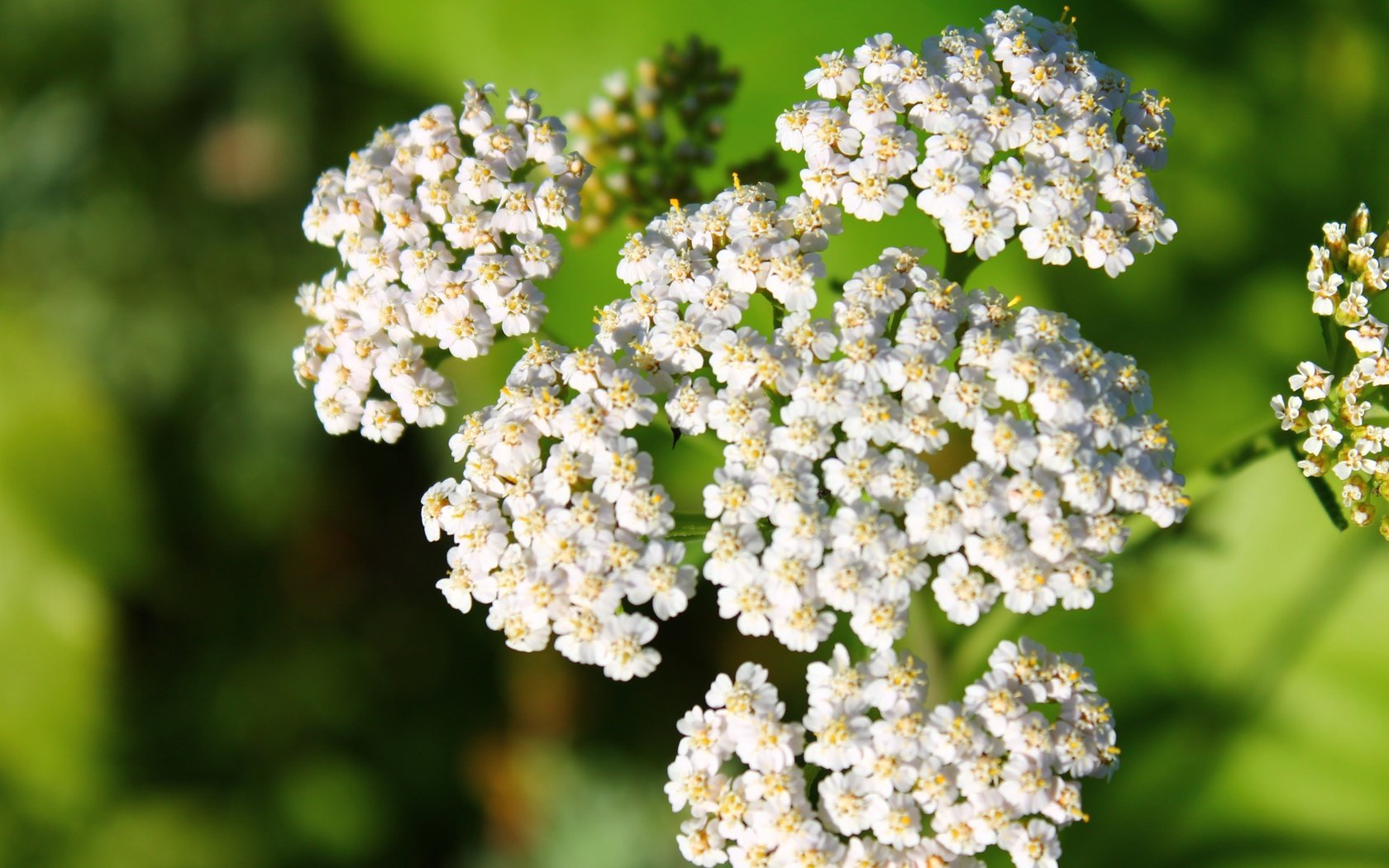 Обои цветы, белый, соцветия, боке, тысячелистник, flowers, white, inflorescence, bokeh, yarrow разрешение 4272x2848 Загрузить