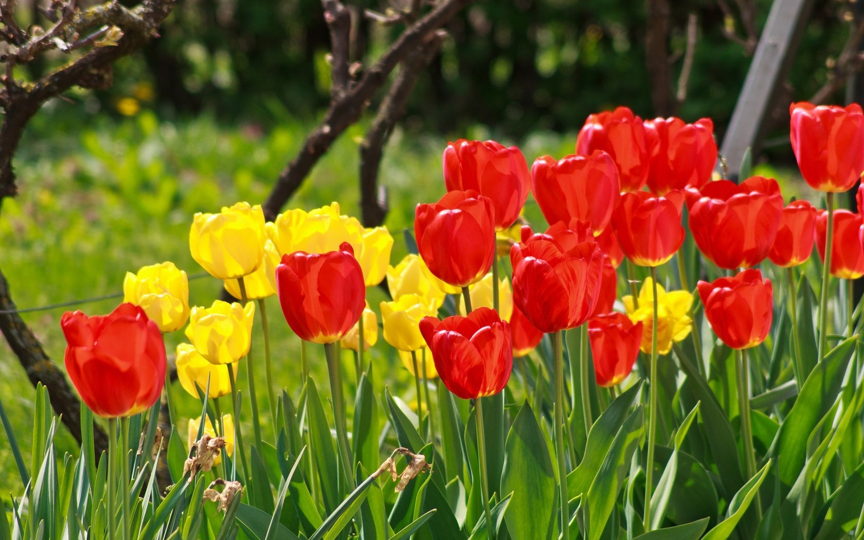 Обои цветы, весна, тюльпаны, красные тюльпаны, жёлтые тюльпаны, flowers, spring, tulips, red tulips, yellow tulips разрешение 2136x1424 Загрузить