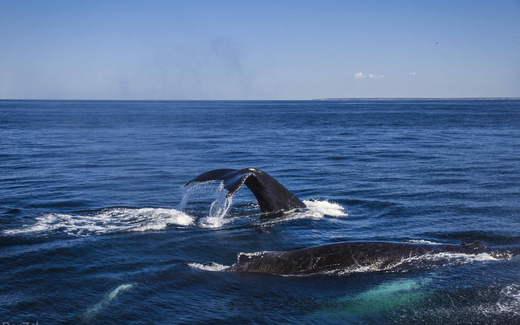 Обои вода, океан, киты, кашалот, water, the ocean, whales, sperm whale разрешение 2048x1340 Загрузить