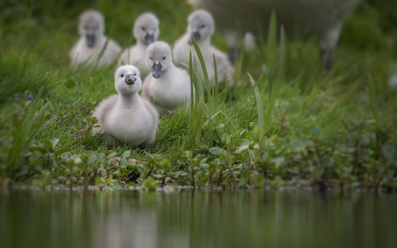 Обои трава, вода, птицы, пруд, лебедь, птенцы, grass, water, birds, pond, swan, chicks разрешение 2000x1333 Загрузить