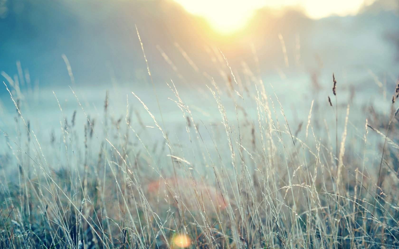 Обои трава, зима, макро, иней, grass, winter, macro, frost разрешение 2560x1600 Загрузить