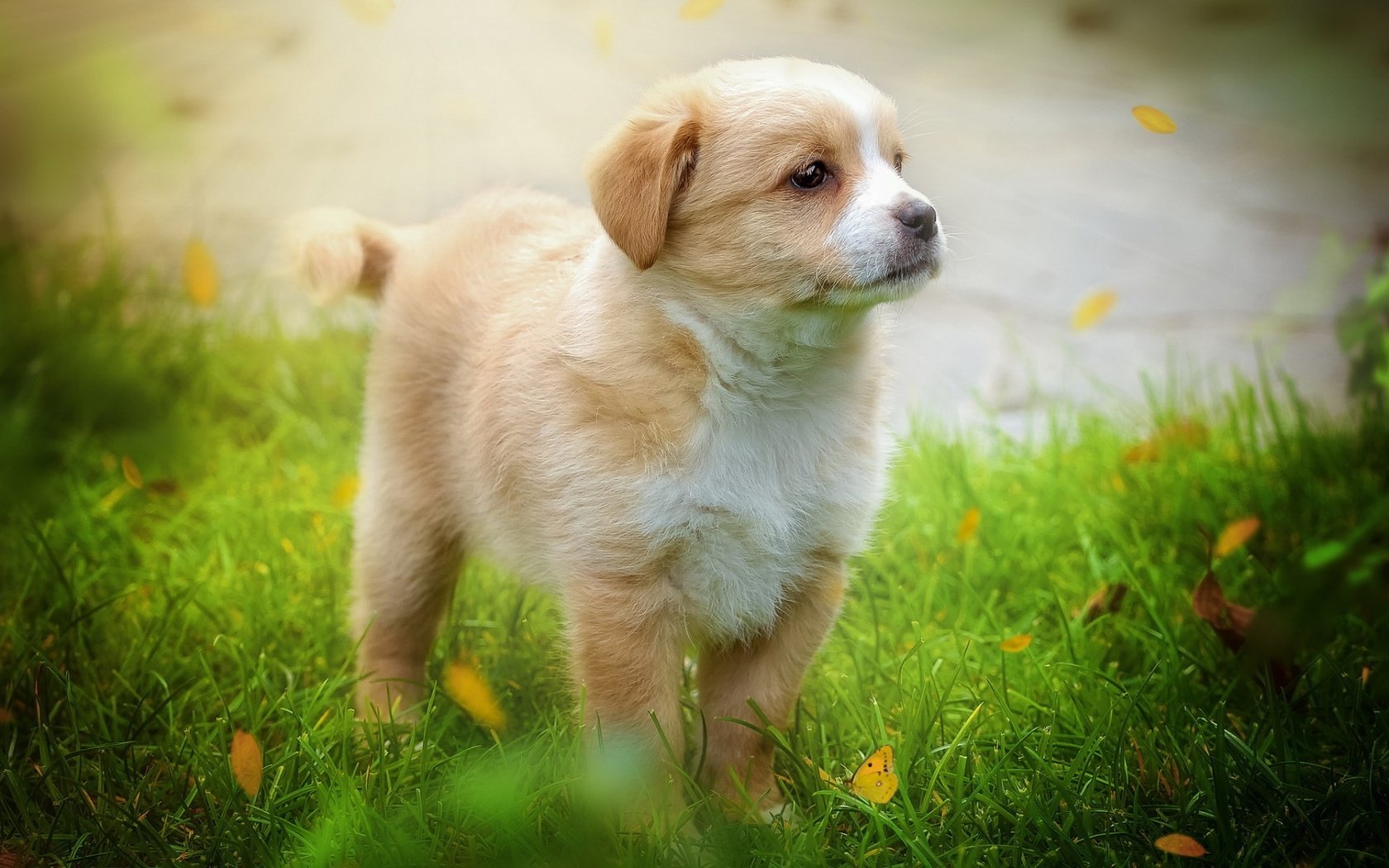 Обои трава, листья, мордочка, взгляд, собака, щенок, grass, leaves, muzzle, look, dog, puppy разрешение 1920x1200 Загрузить