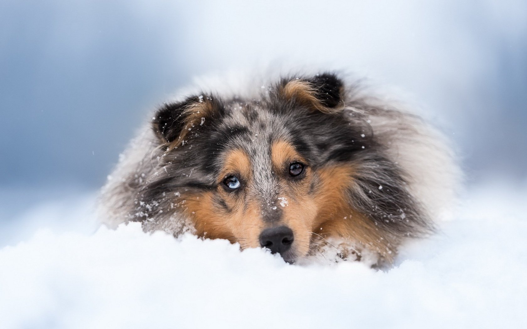 Собака колли зимой