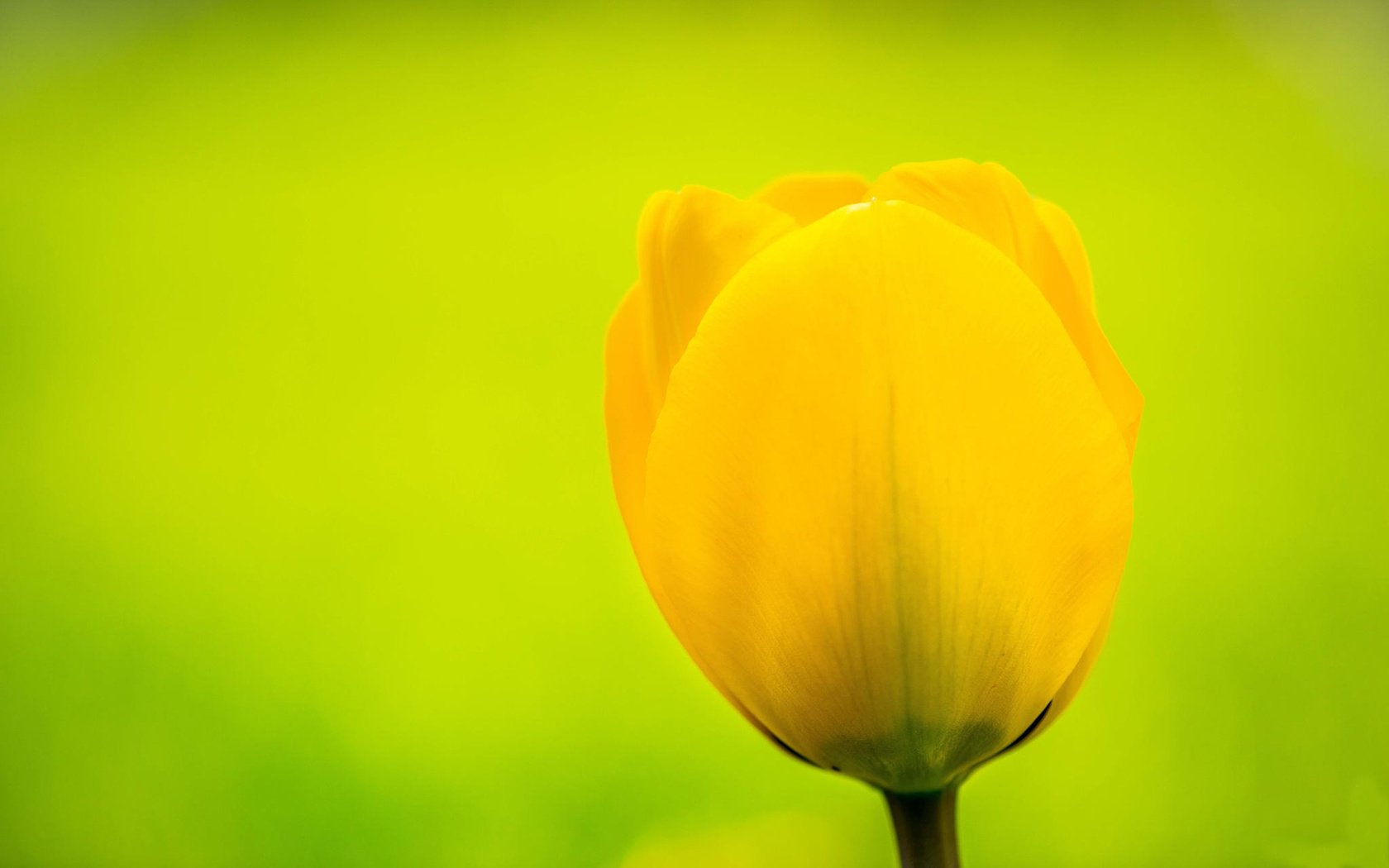 Обои желтый, цветок, бутон, тюльпан, flemming ege, yellow, flower, bud, tulip разрешение 1920x1200 Загрузить