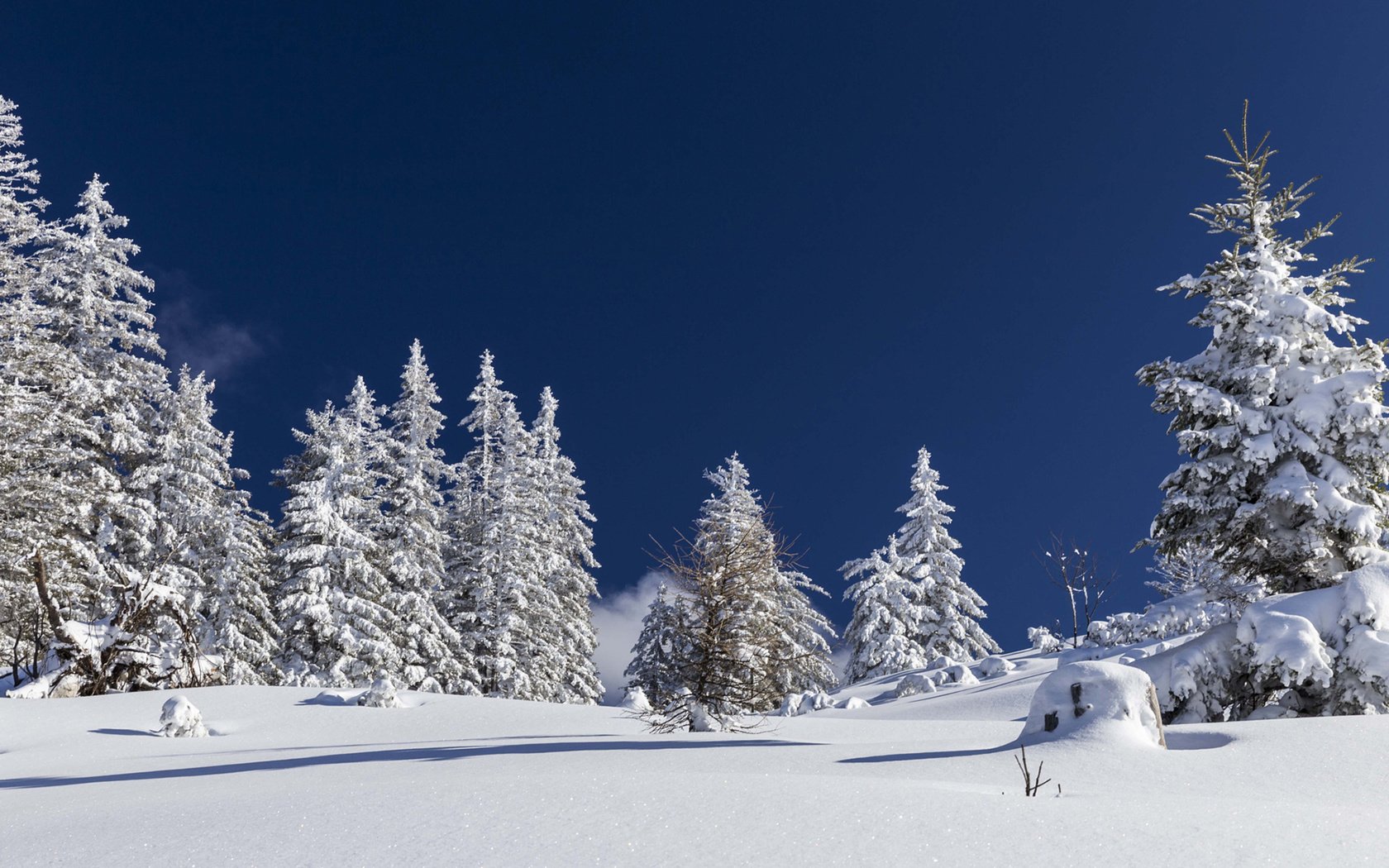 Обои небо, деревья, снег, природа, лес, зима, nicole mikulasch, the sky, trees, snow, nature, forest, winter разрешение 1920x1200 Загрузить