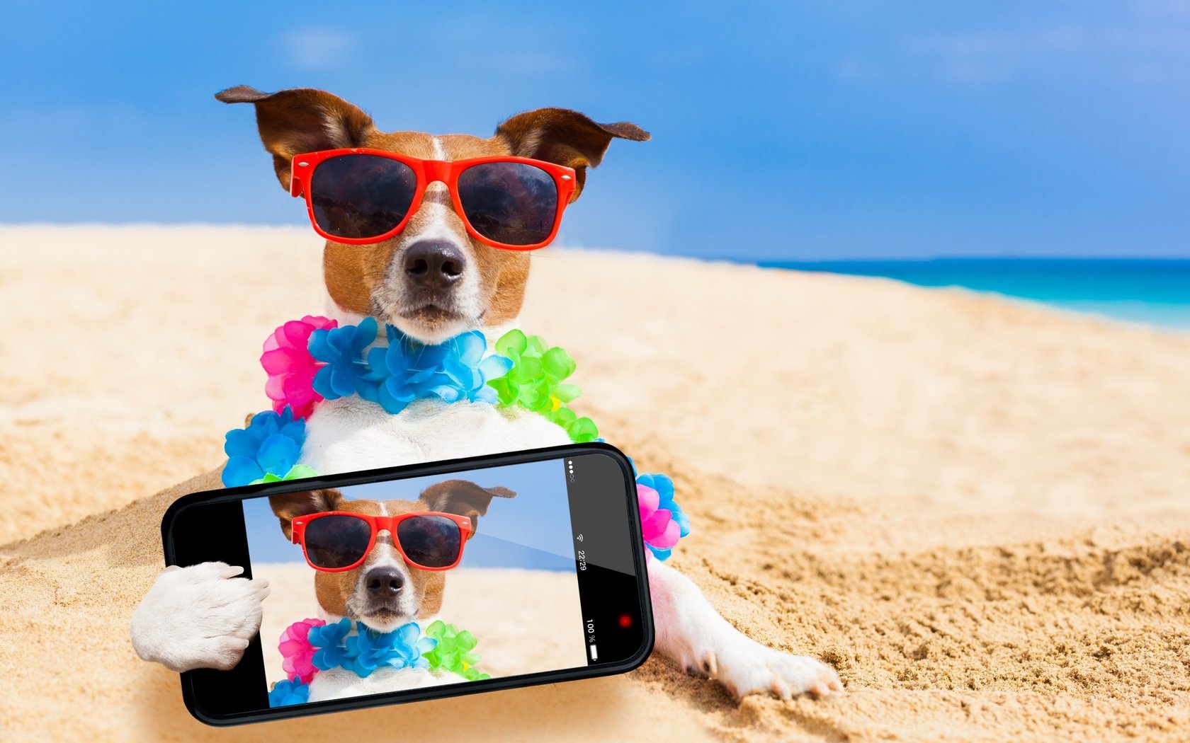 Обои море, телефон, песок, селфи, пляж, джек-рассел-терьер, мордочка, взгляд, очки, собака, юмор, sea, phone, sand, selfie, jack russell terrier, beach, muzzle, look, glasses, dog, humor разрешение 2560x1600 Загрузить