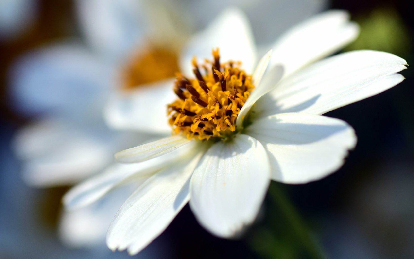 Обои цветок, лепестки, размытость, космея, крупным планом, flower, petals, blur, kosmeya, closeup разрешение 6000x3472 Загрузить