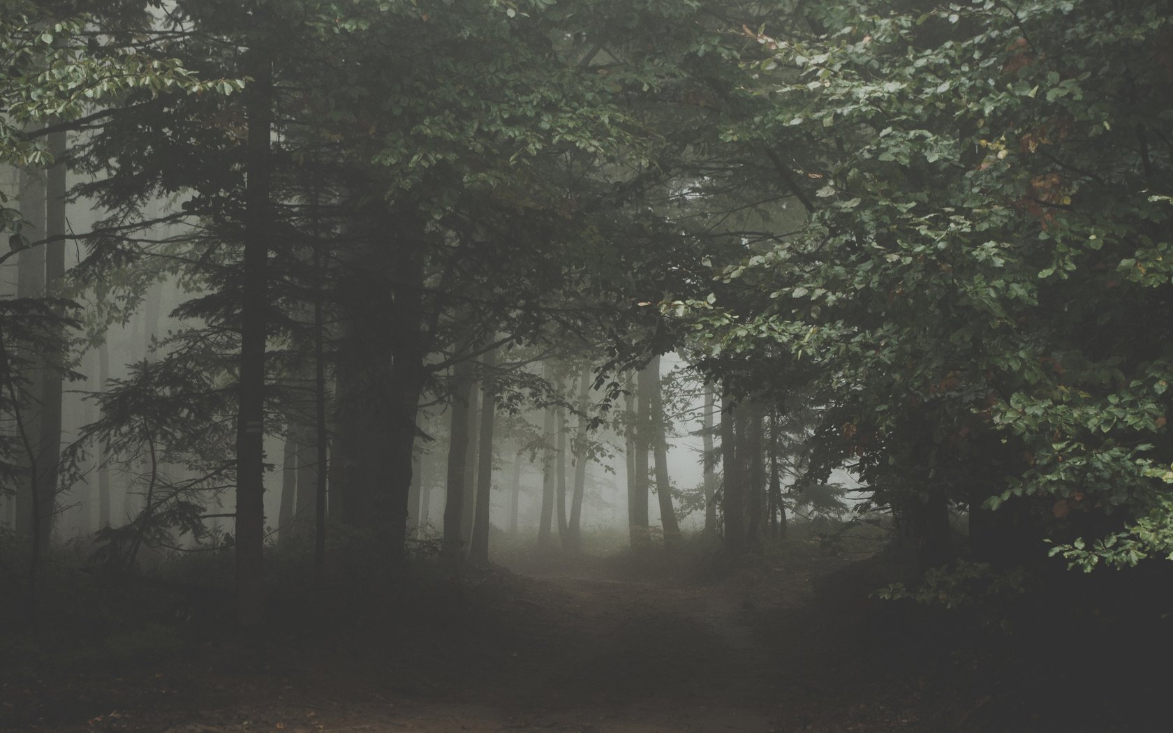 Обои природа, лес, туман, сумрак, nature, forest, fog, twilight разрешение 3840x2400 Загрузить