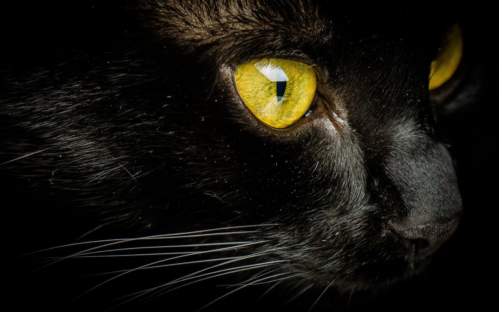 Обои кот, мордочка, усы, кошка, взгляд, желтые глаза, cat, muzzle, mustache, look, yellow eyes разрешение 2048x1342 Загрузить