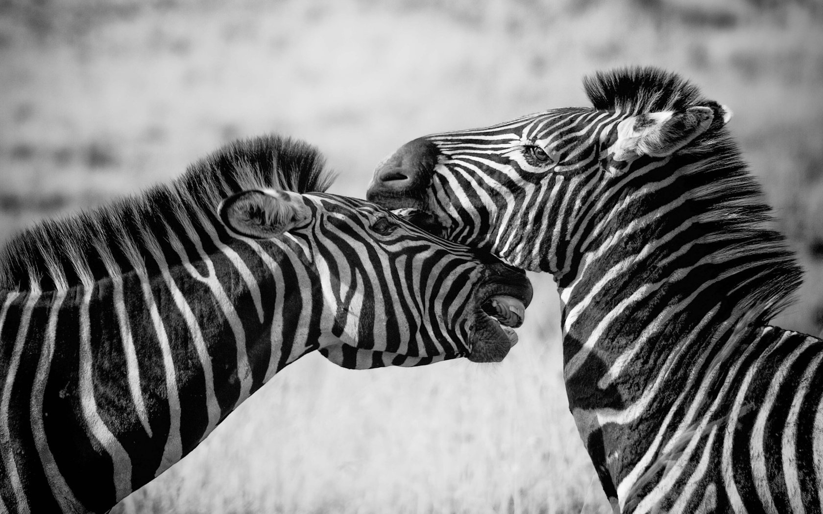 Обои зебра, животные, чёрно-белое, зебры, zebra, animals, black and white разрешение 1920x1279 Загрузить