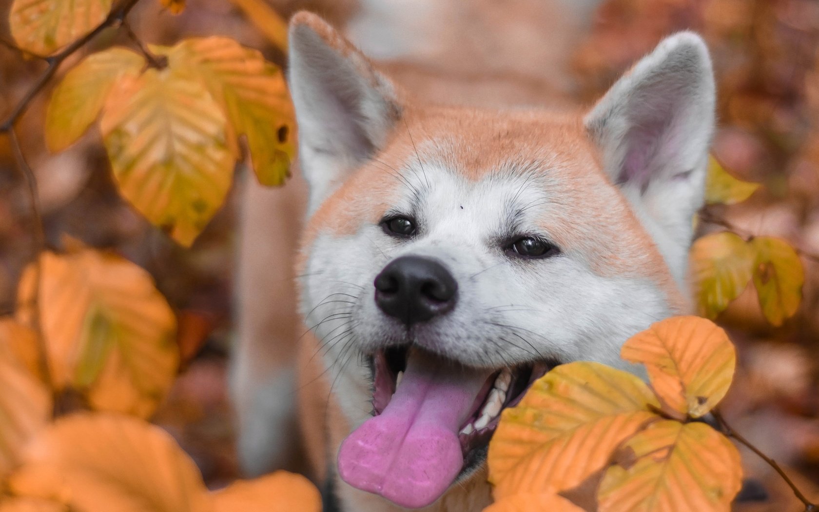 Обои морда, листья, осень, собака, язык, акита-ину, акита, face, leaves, autumn, dog, language, akita inu, akita разрешение 2880x1800 Загрузить