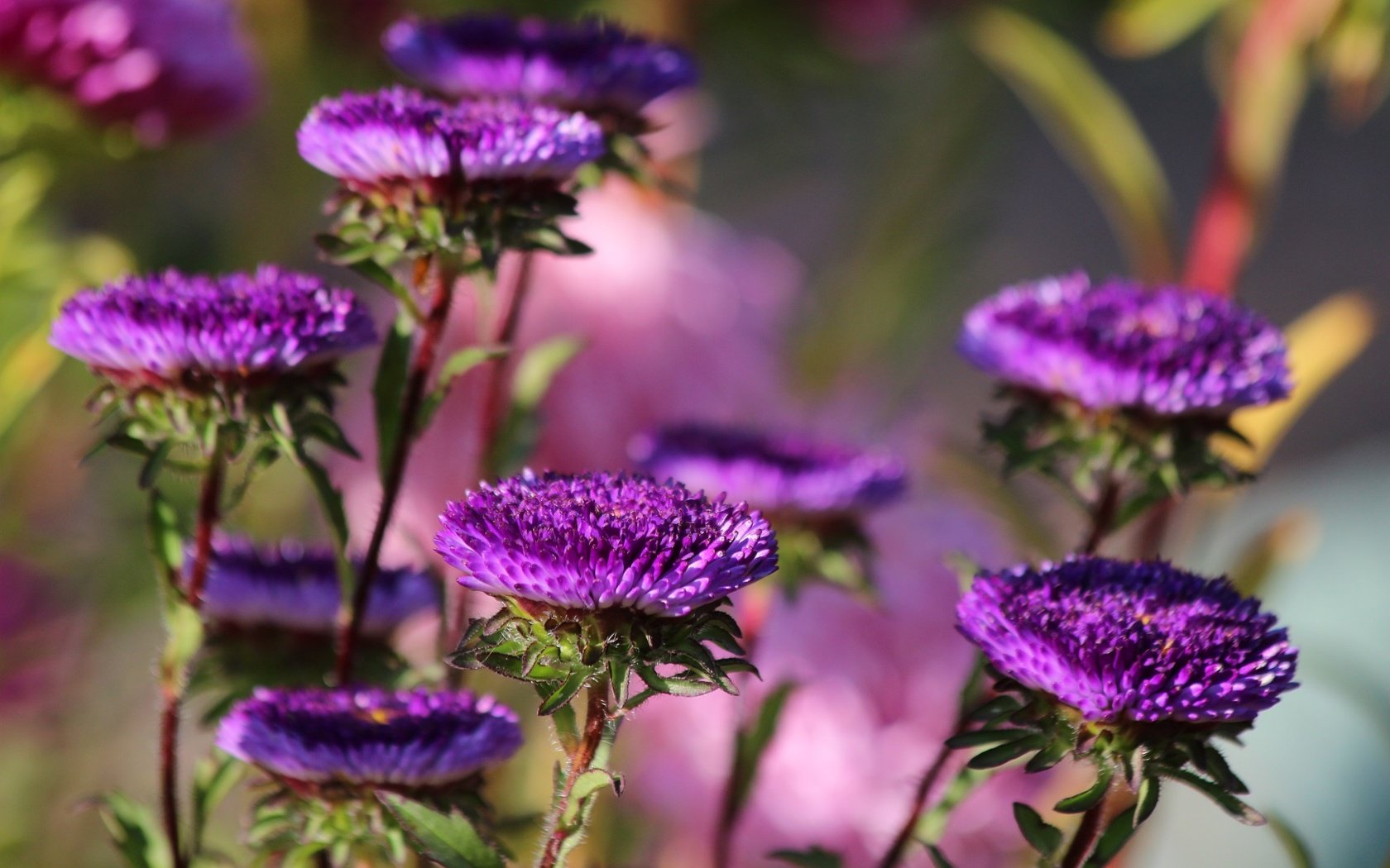 Обои цветы, цветение, осень, астры, flowers, flowering, autumn, asters разрешение 2048x1365 Загрузить