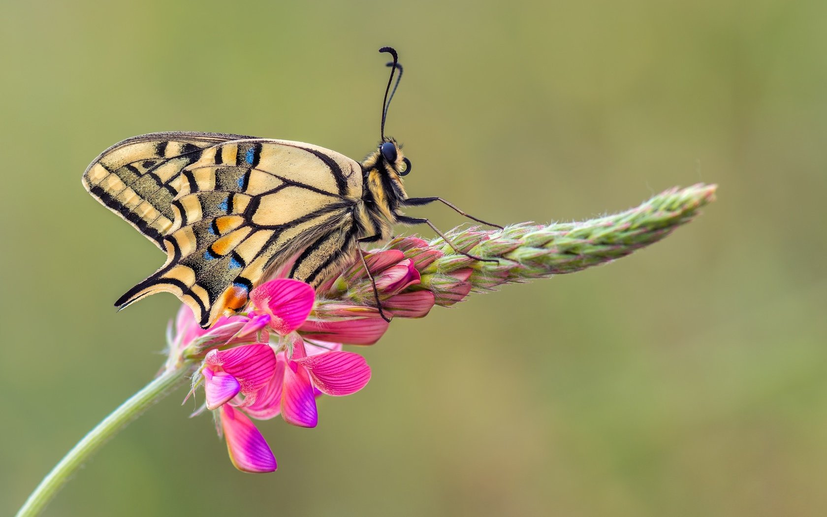 Обои макро, насекомое, цветок, бабочка, крылья, махаон, macro, insect, flower, butterfly, wings, swallowtail разрешение 2048x1365 Загрузить