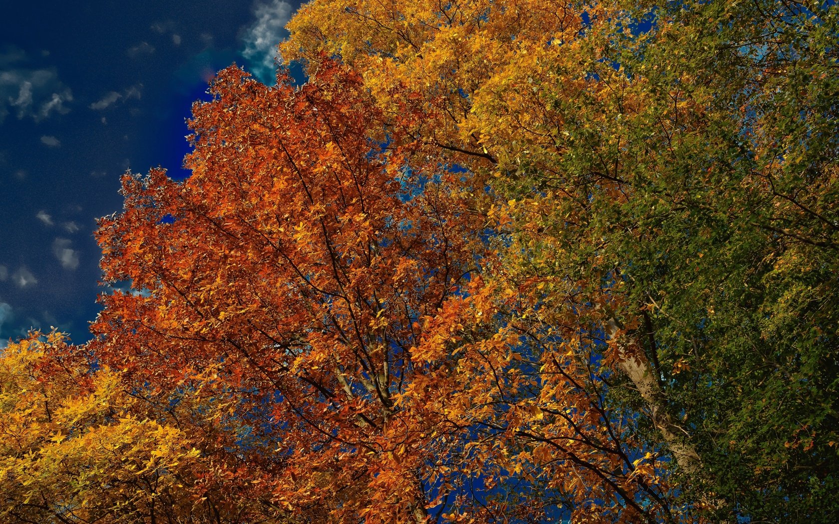 Обои небо, деревья, листья, осень, the sky, trees, leaves, autumn разрешение 3600x2401 Загрузить