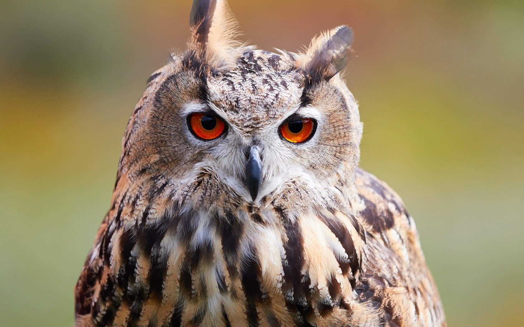 Обои сова, природа, фон, взгляд, размытость, птица, боке, филин, owl, nature, background, look, blur, bird, bokeh разрешение 4826x3619 Загрузить