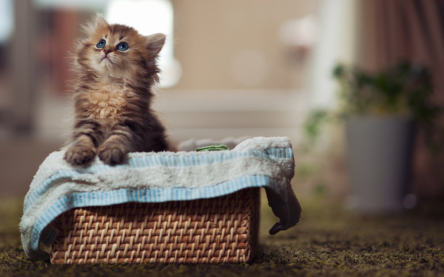 Обои котенок, корзина, животное, ковер, полотенце, детеныш, ben torode, kitty, basket, animal, carpet, towel, cub разрешение 2560x1600 Загрузить