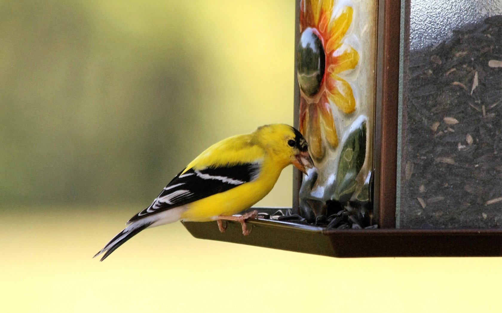 Обои птица, клюв, щегол, кормушка, птаха, american goldfinch, bird, beak, goldfinch, feeder, the american goldfinch разрешение 1920x1280 Загрузить