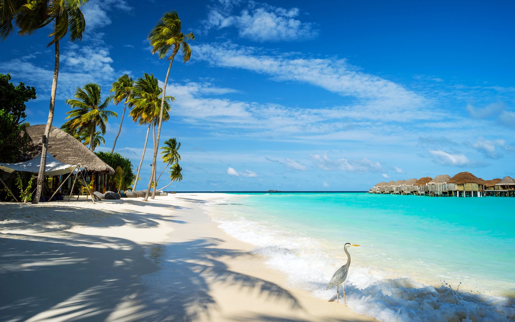 Обои море, пляж, курорт, бунгало, птичка, тропики, мальдивы, sea, beach, resort, bungalow, bird, tropics, the maldives разрешение 7241x4704 Загрузить