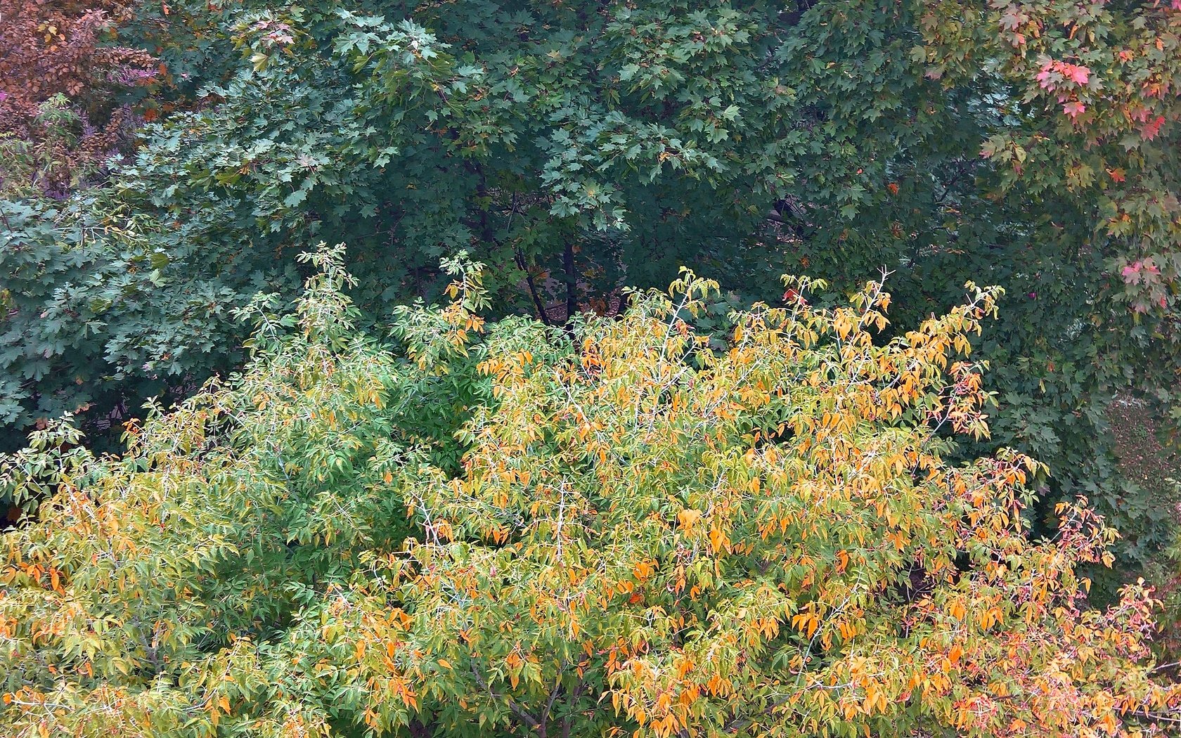 Обои деревья, лес, листья, ветки, осень, цвета осени, trees, forest, leaves, branches, autumn, fall colors разрешение 2953x5246 Загрузить