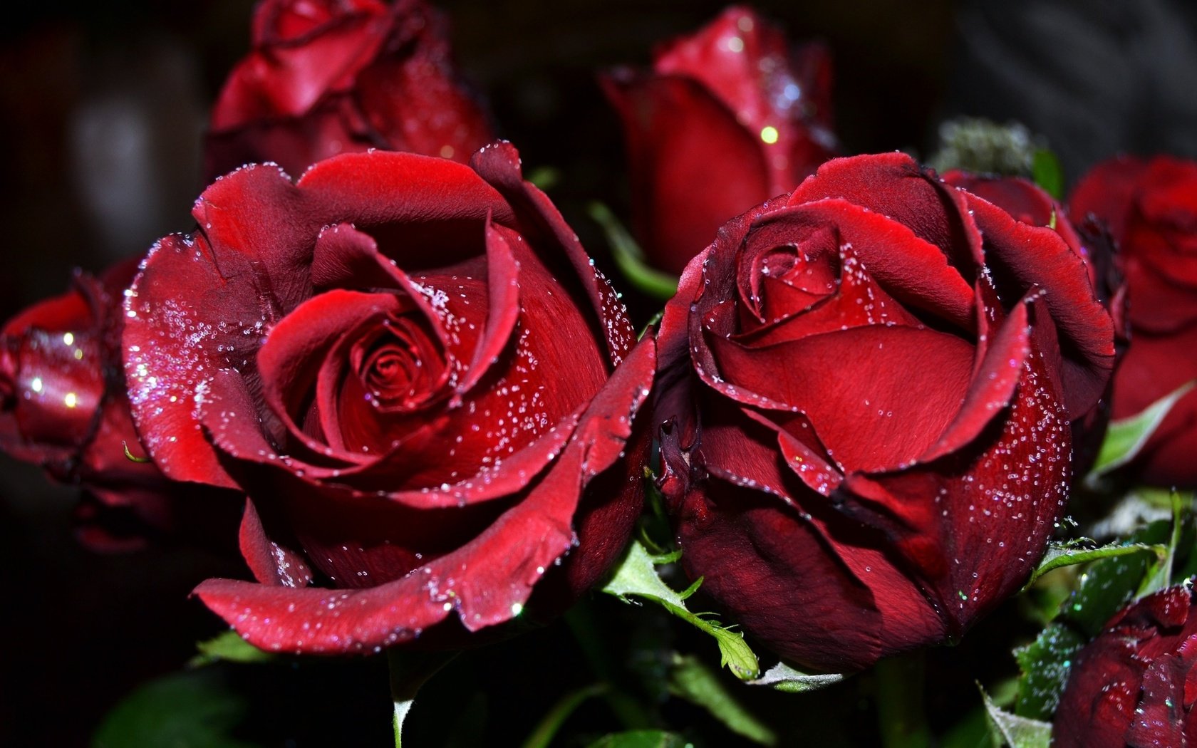 Обои цветы, розы, бордовые, flowers, roses, burgundy разрешение 2560x1600 Загрузить