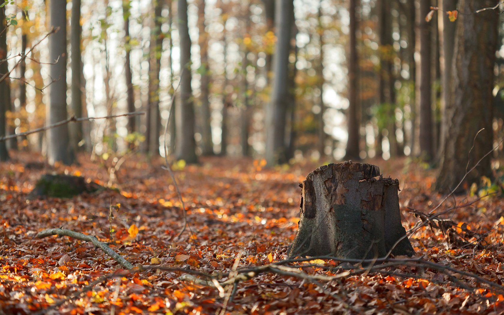 Обои природа, лес, листья, ветки, стволы, осень, пень, осенние листья, nature, forest, leaves, branches, trunks, autumn, stump, autumn leaves разрешение 1920x1200 Загрузить