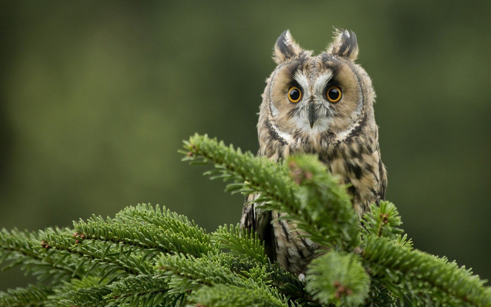 Обои глаза, сова, хвоя, ветки, взгляд, птица, клюв, ушастая сова, eyes, owl, needles, branches, look, bird, beak, long-eared owl разрешение 1920x1200 Загрузить