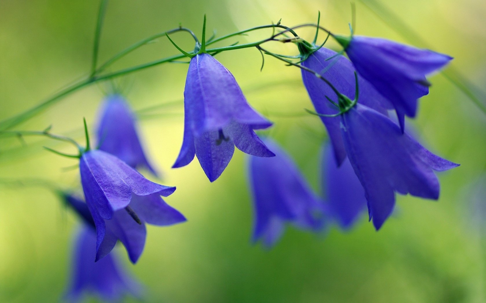 Обои цветы, природа, размытость, синие, колокольчики, flowers, nature, blur, blue, bells разрешение 1920x1200 Загрузить
