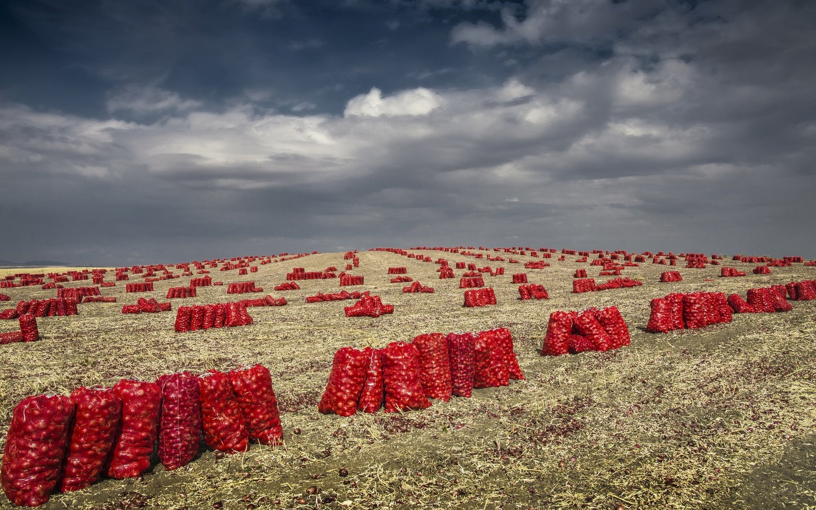 Обои небо, облака, поле, лук, урожай, овощи, мешки, the sky, clouds, field, bow, harvest, vegetables, bags разрешение 2048x1152 Загрузить