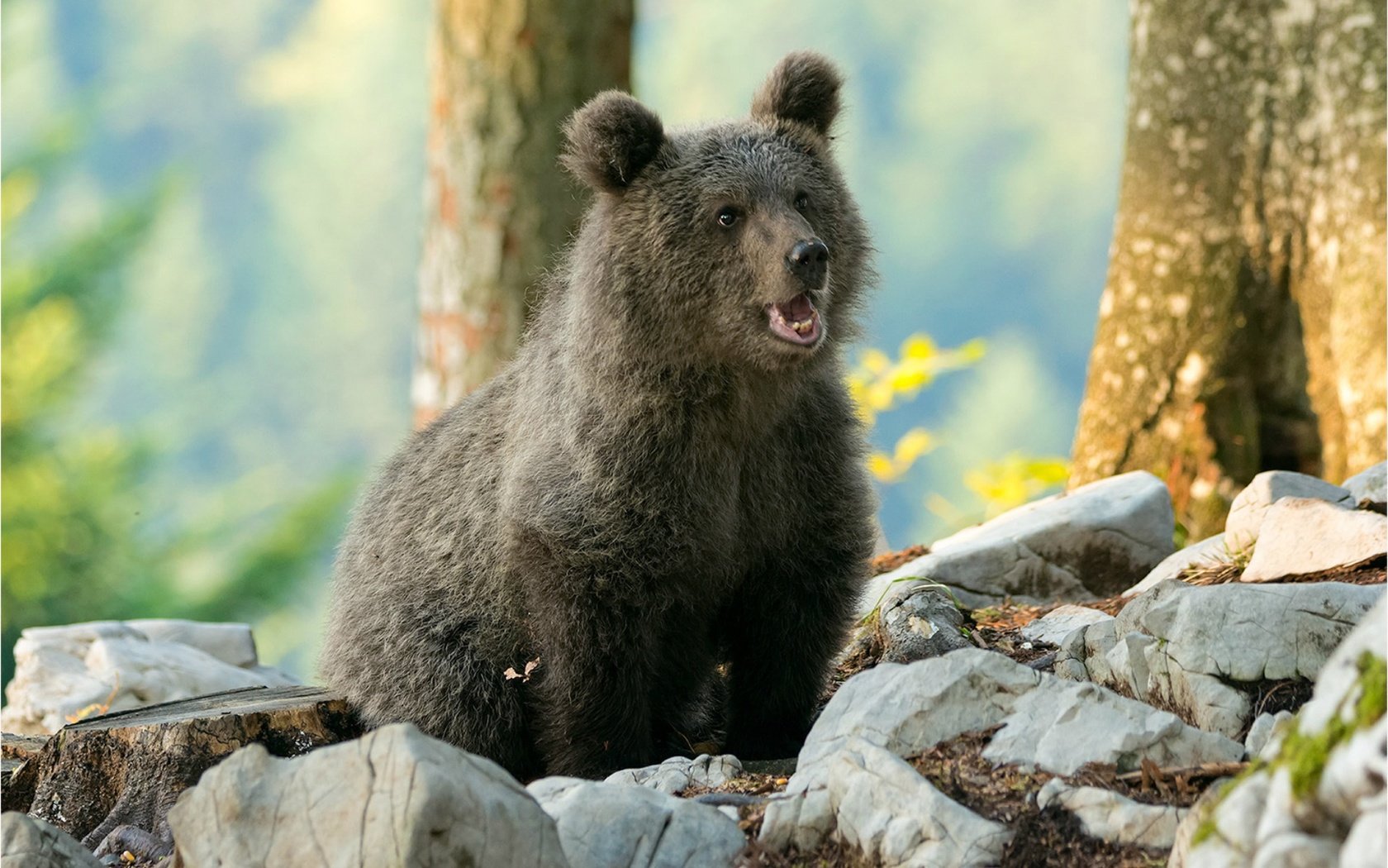 Обои деревья, природа, камни, медведь, детеныш, медвежонок, боке, trees, nature, stones, bear, cub, bokeh разрешение 1920x1282 Загрузить