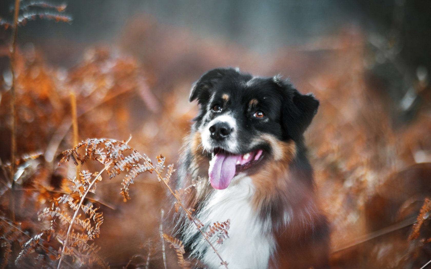 Обои растения, собака, язык, австралийская овчарка, аусси, plants, dog, language, australian shepherd, aussie разрешение 2880x1800 Загрузить