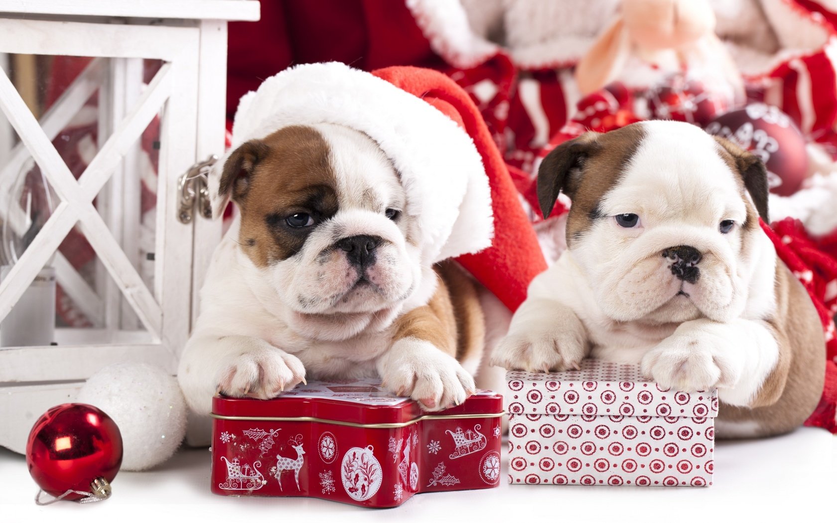 Обои новый год, подарки, щенки, собаки, английский бульдог, new year, gifts, puppies, dogs, english bulldog разрешение 2880x1800 Загрузить