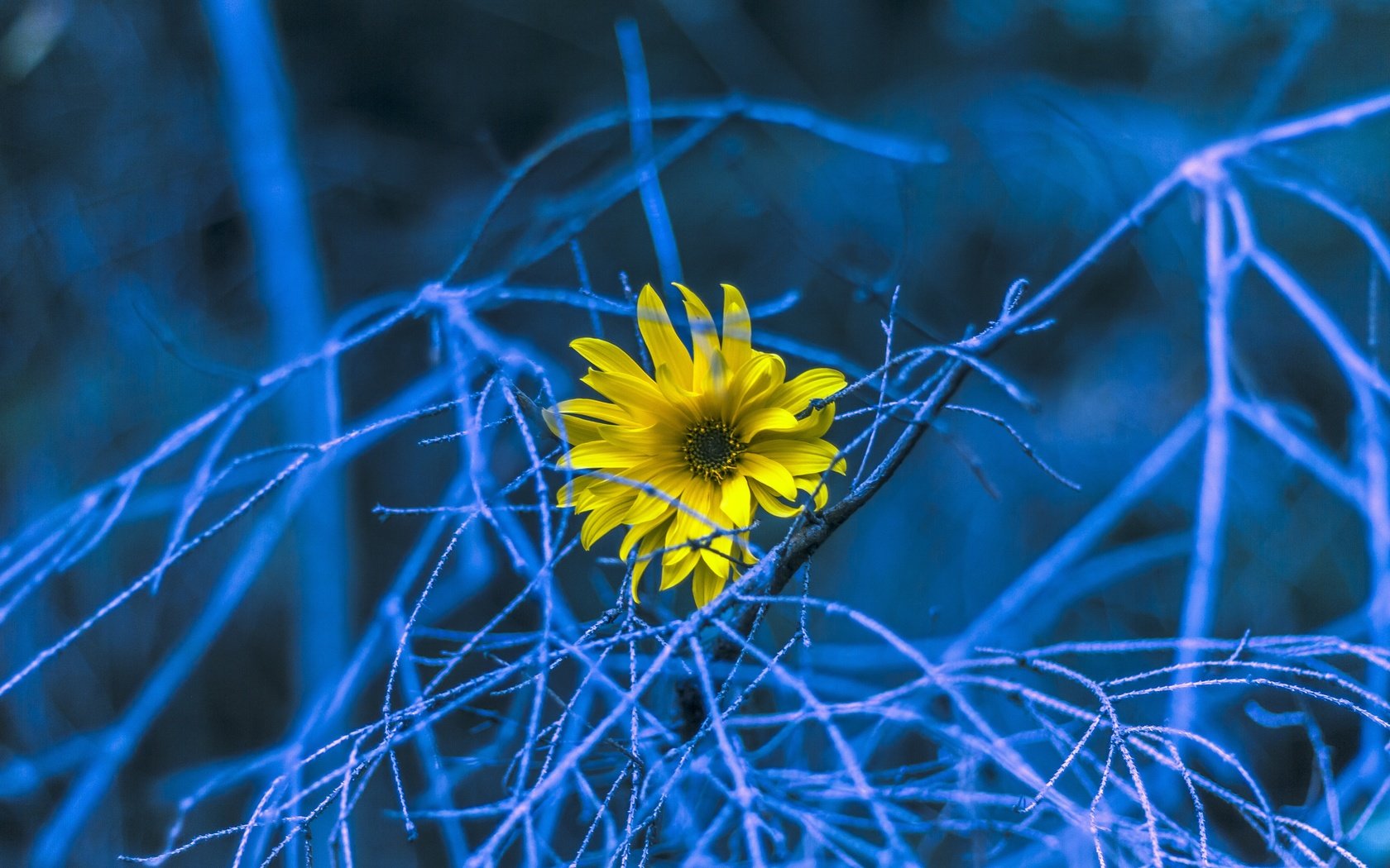 Обои природа, фон, цветок, ветки, nature, background, flower, branches разрешение 5184x3456 Загрузить