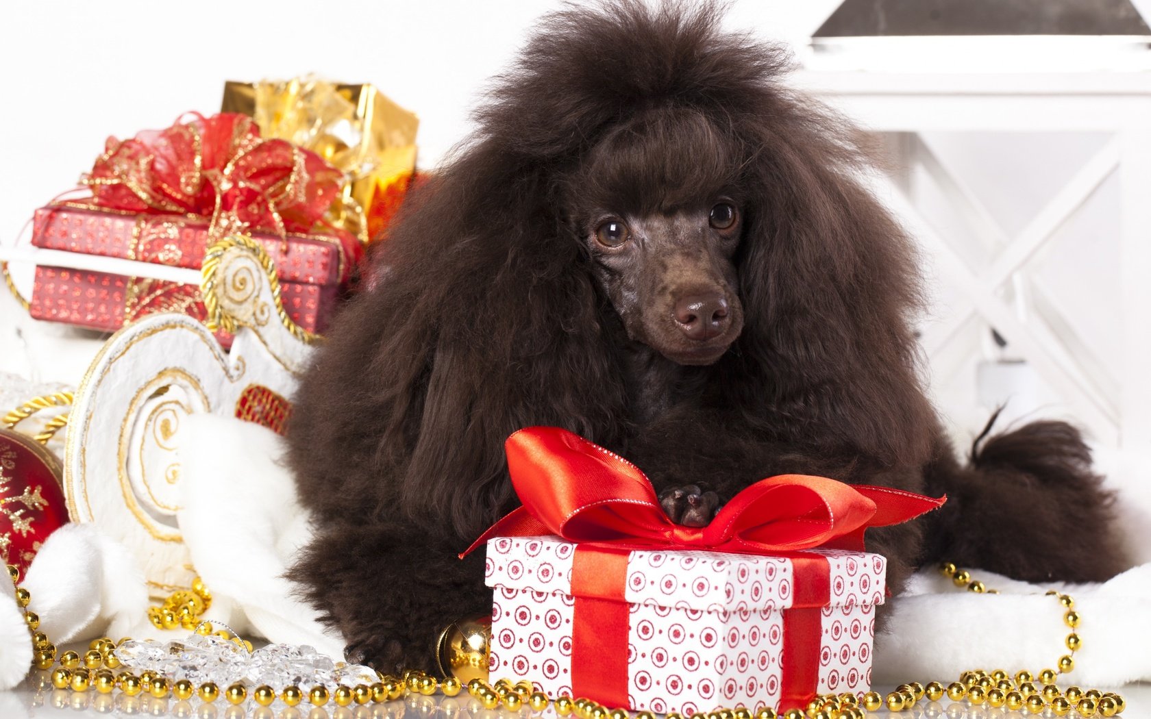 Обои новый год, подарки, собака, пудель, new year, gifts, dog, poodle разрешение 2880x1800 Загрузить