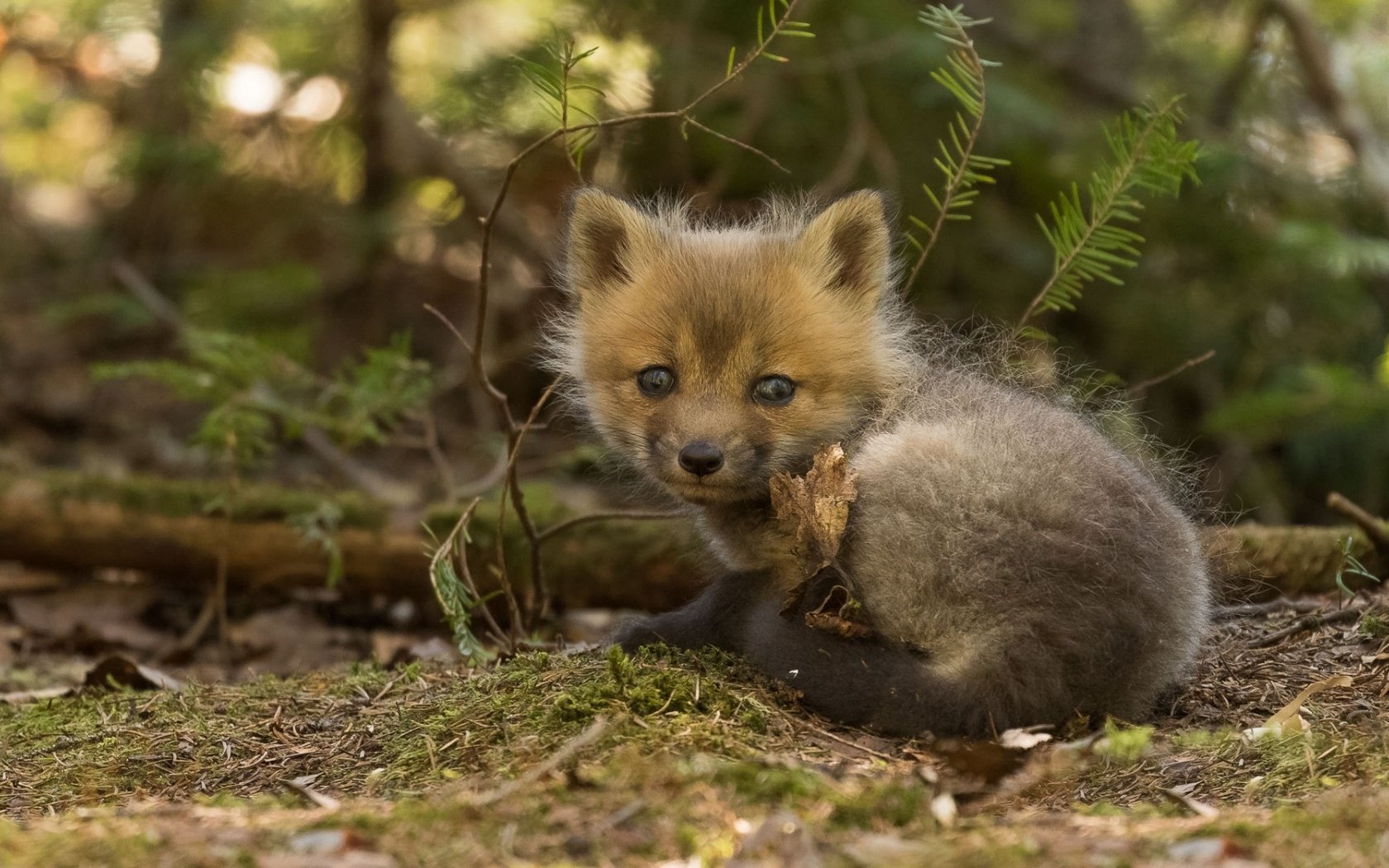 Обои лиса, лисица, детеныш, лисенок, fox, cub разрешение 1920x1080 Загрузить