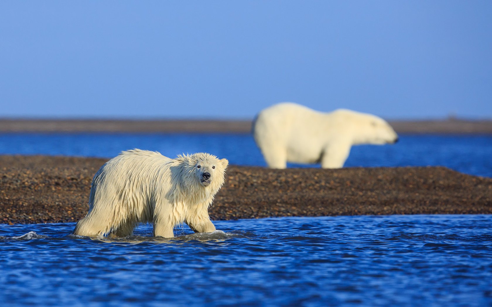 Обои медведи, аляска, арктика, белые медведи, david swindler, bears, alaska, arctic, polar bears разрешение 1920x1200 Загрузить