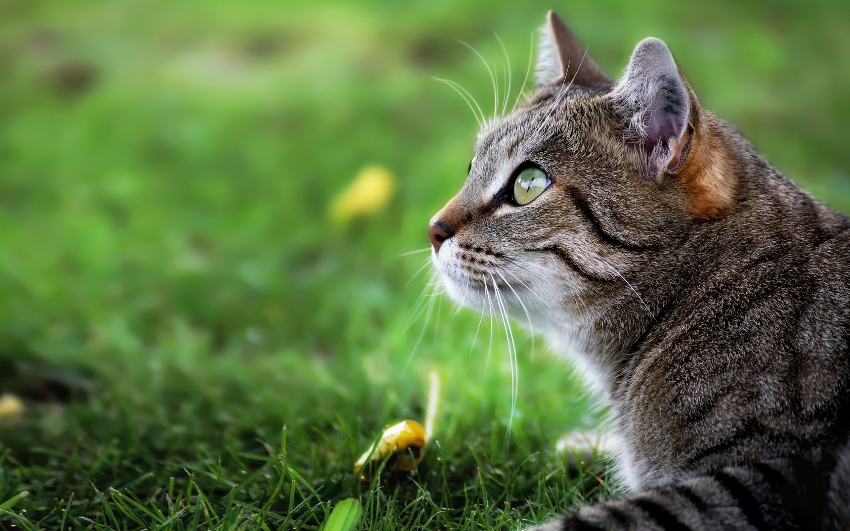 Обои трава, кот, мордочка, усы, кошка, взгляд, профиль, martin schaefer, grass, cat, muzzle, mustache, look, profile разрешение 2880x1800 Загрузить