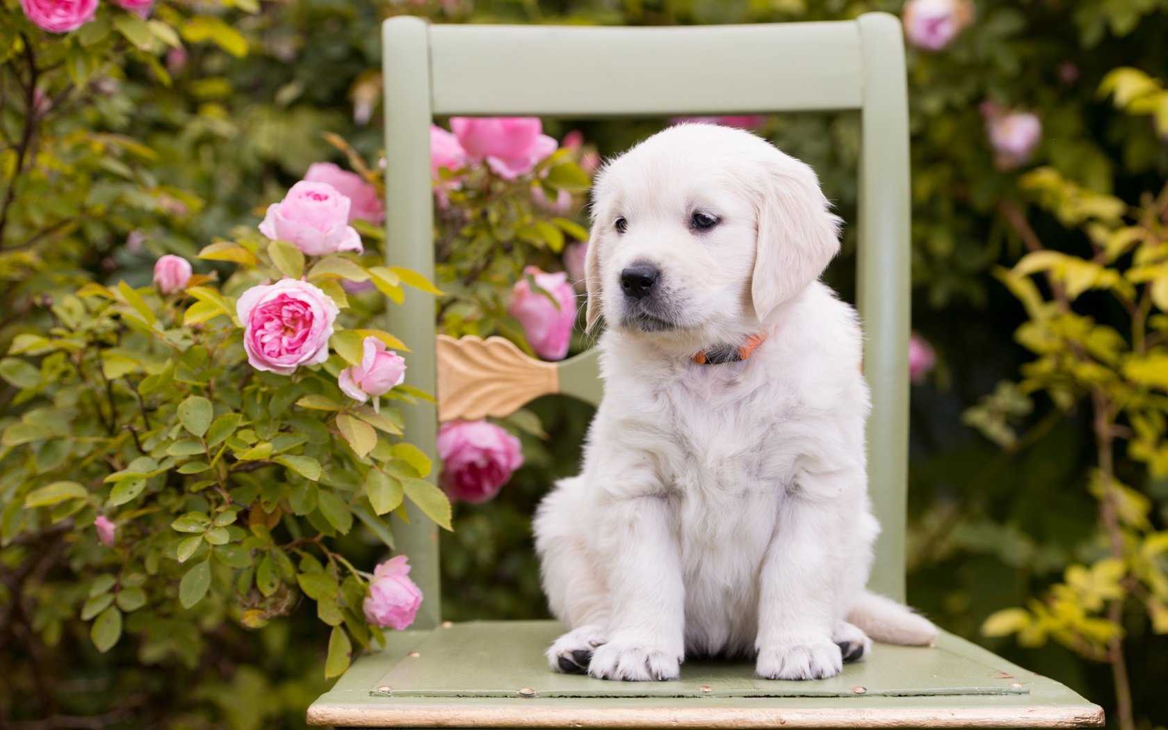 Обои цветы, розы, собака, стул, щенок, золотистый ретривер, flowers, roses, dog, chair, puppy, golden retriever разрешение 2880x1800 Загрузить