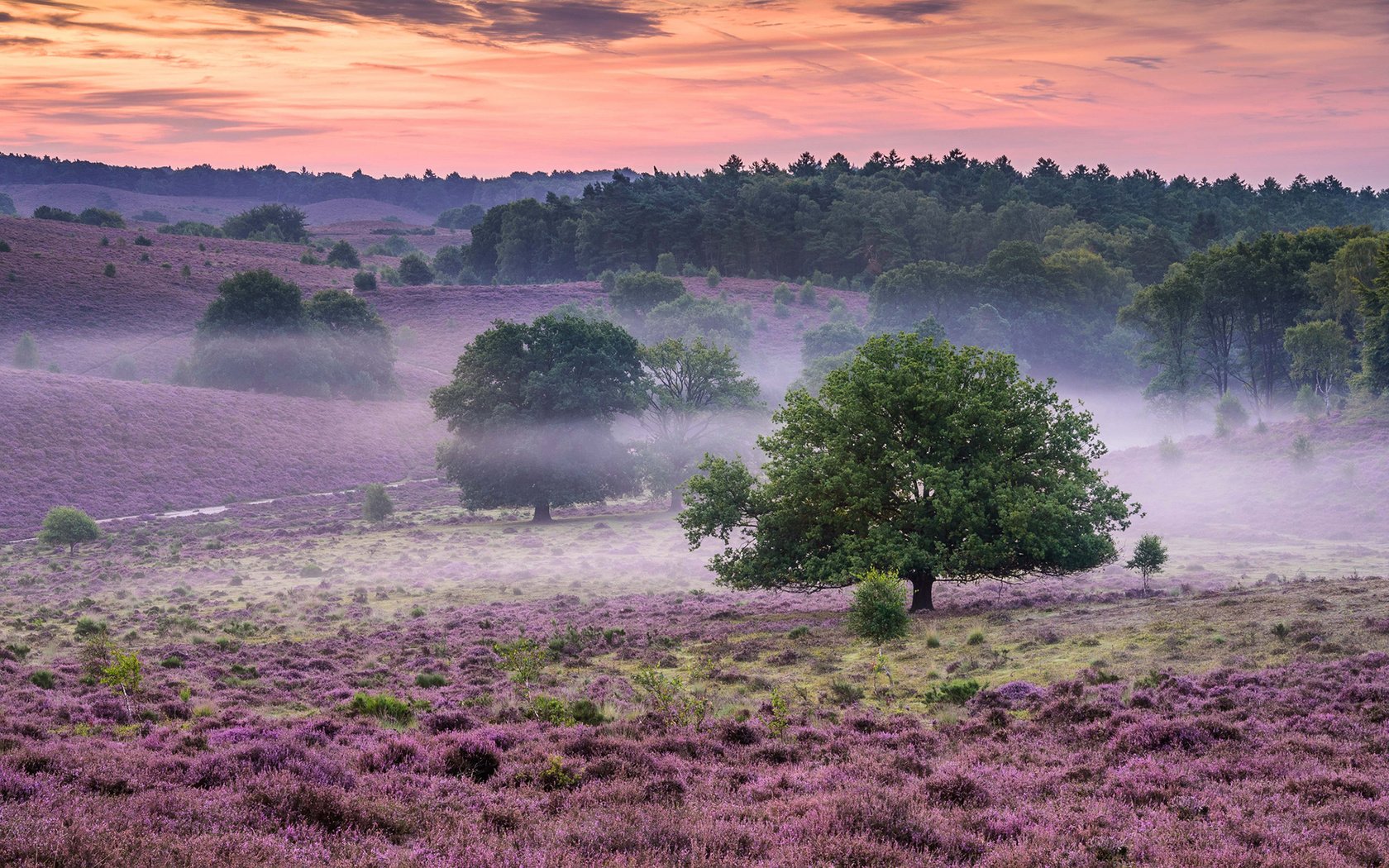 Обои цветы, природа, лес, утро, туман, поле, кусты, flowers, nature, forest, morning, fog, field, the bushes разрешение 1920x1200 Загрузить