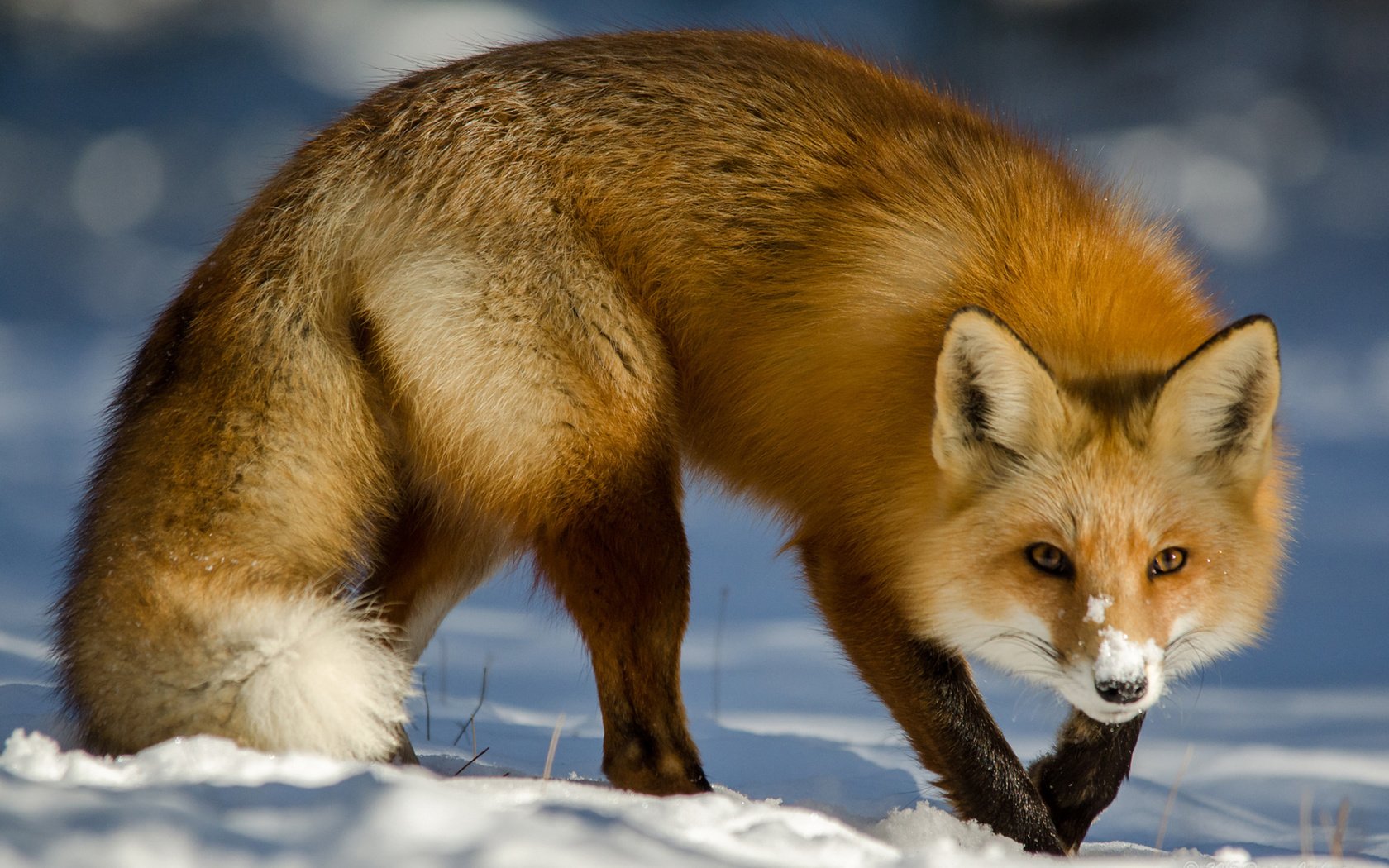 Обои снег, зима, мордочка, взгляд, лиса, лисица, хвост, snow, winter, muzzle, look, fox, tail разрешение 1920x1200 Загрузить