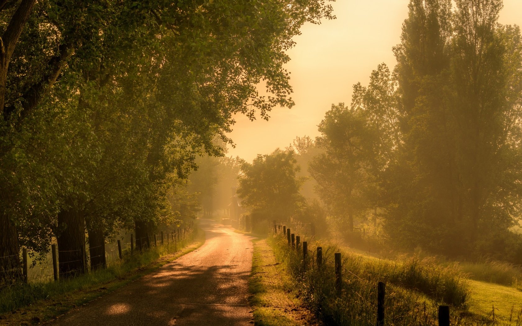 Обои дорога, трава, деревья, утро, туман, забор, road, grass, trees, morning, fog, the fence разрешение 2560x1382 Загрузить