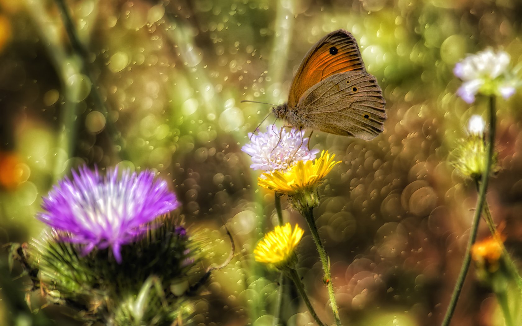 Обои цветы, насекомое, бабочка, крылья, блики, theophilos papadopoulos, flowers, insect, butterfly, wings, glare разрешение 5784x3856 Загрузить