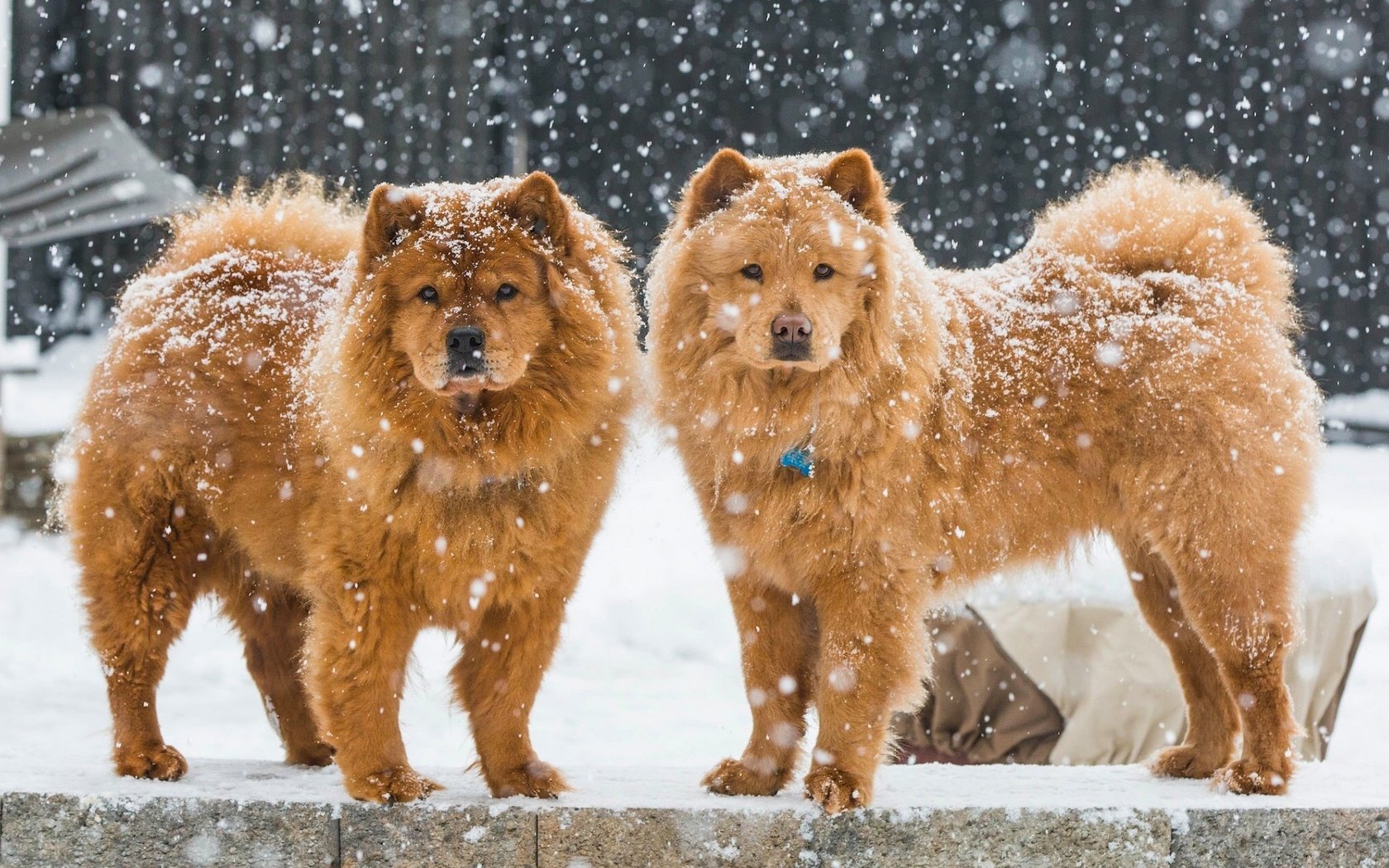 Обои снег, зима, собаки, чау-чау, snow, winter, dogs, chow разрешение 1920x1200 Загрузить