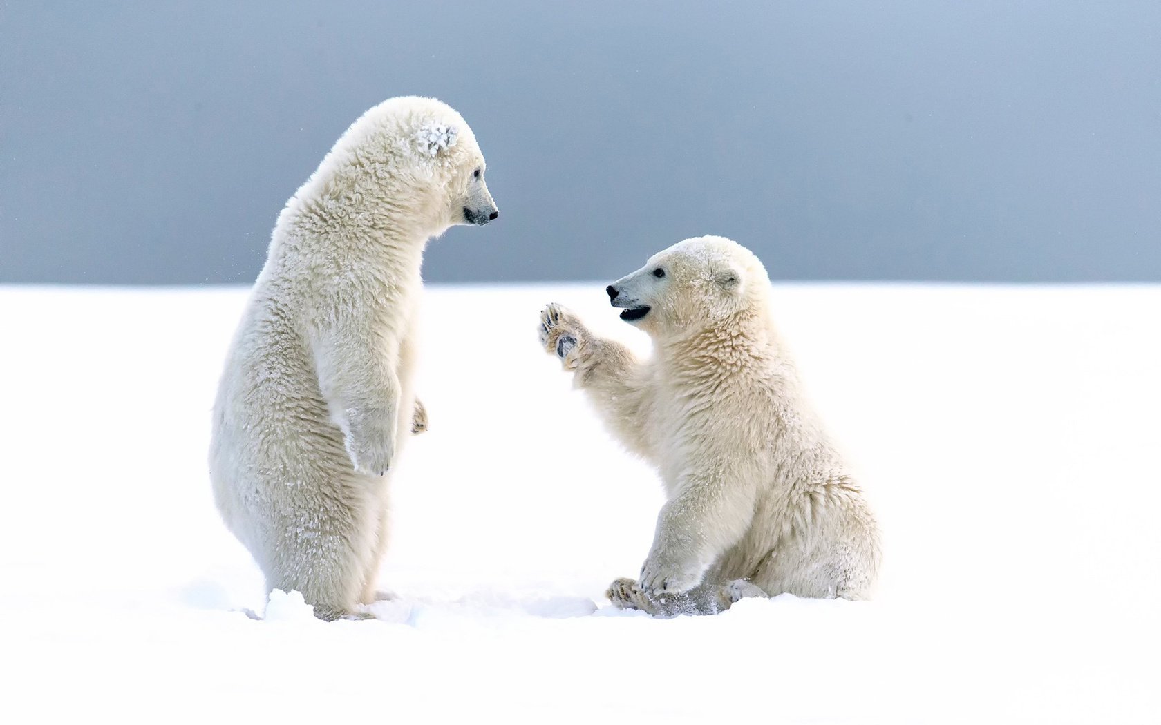 Обои снег, зима, медведи, арктика, белые медведи, snow, winter, bears, arctic, polar bears разрешение 1920x1200 Загрузить
