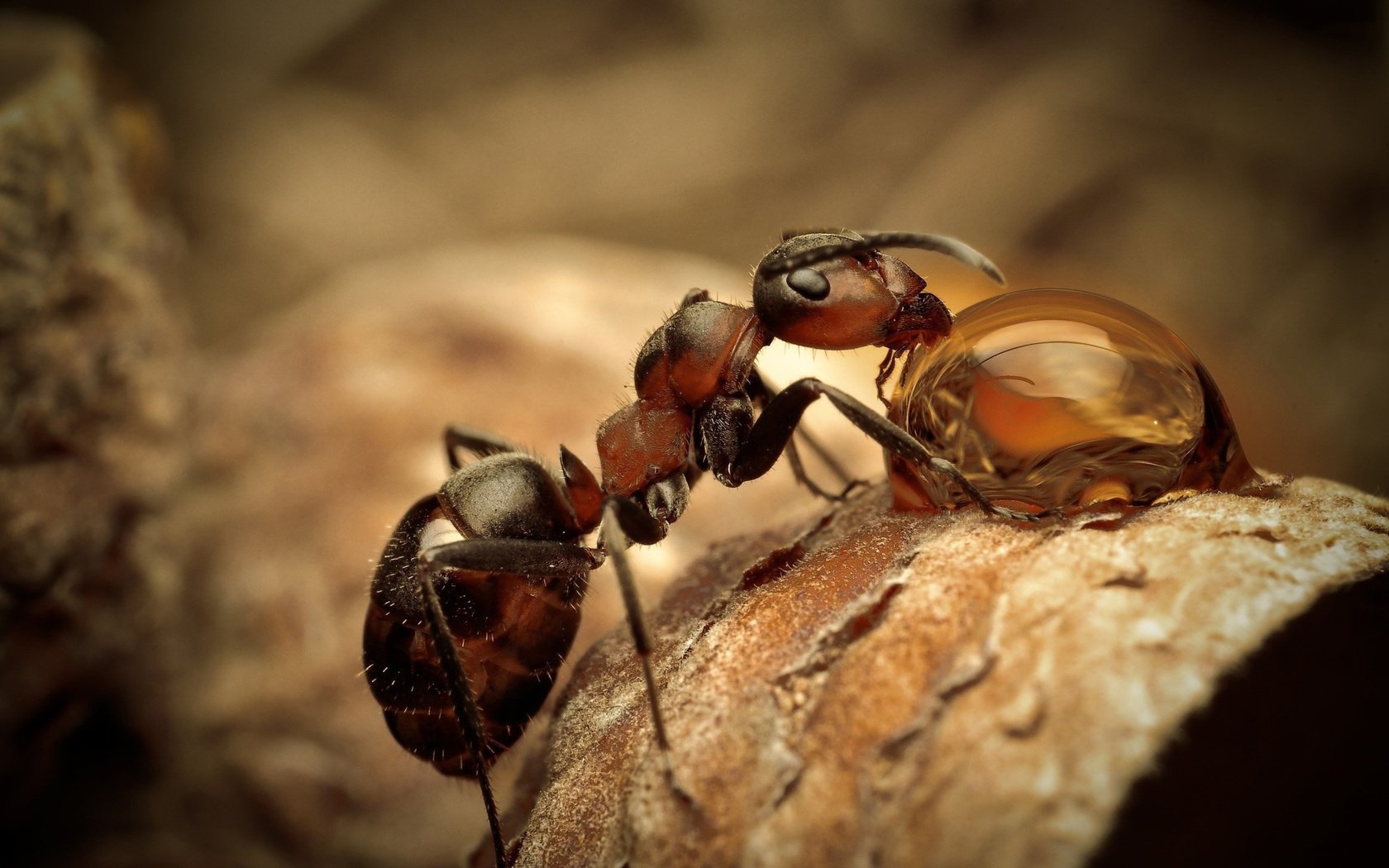 Обои макро, насекомое, капля, муравей, сухой лист, macro, insect, drop, ant, dry leaf разрешение 5120x3200 Загрузить